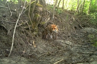 FI002 Vulpes vulpes (Volpe)